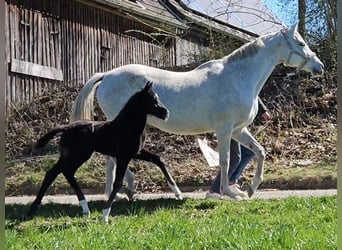 Duits sportpaard, Hengst, 1 Jaar, 170 cm, kan schimmel zijn