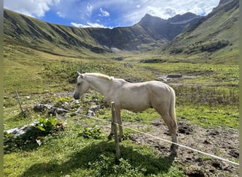 Duits sportpaard, Hengst, 1 Jaar, 170 cm, Palomino