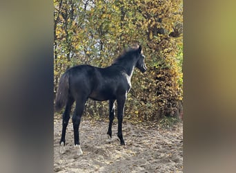 Duits sportpaard, Hengst, 1 Jaar, 170 cm, Zwart