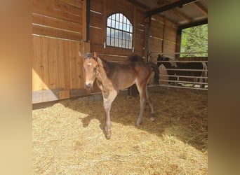 Duits sportpaard, Hengst, 1 Jaar, 172 cm, Bruin