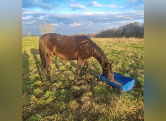 Duits sportpaard, Hengst, 1 Jaar, 172 cm, Bruin