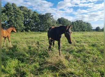 Duits sportpaard, Hengst, 1 Jaar, 172 cm, Bruin