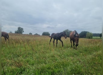 Duits sportpaard, Hengst, 1 Jaar, 172 cm, Bruin