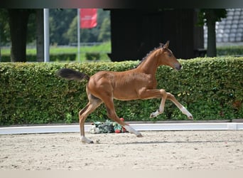 Duits sportpaard, Hengst, 1 Jaar, Bruin