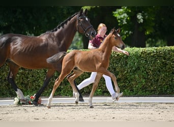 Duits sportpaard, Hengst, 1 Jaar, Bruin