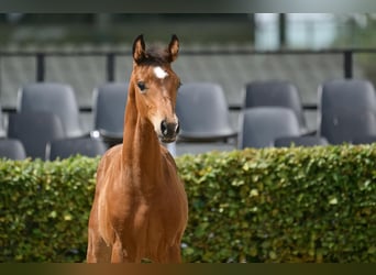Duits sportpaard, Hengst, 1 Jaar, Bruin