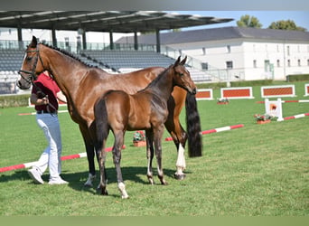 Duits sportpaard, Hengst, 1 Jaar, Bruin