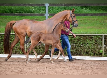 Duits sportpaard, Hengst, 1 Jaar, Bruin