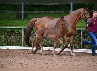 Duits sportpaard, Hengst, 1 Jaar, Bruin