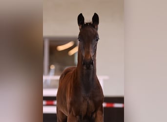 Duits sportpaard, Hengst, 1 Jaar, Donkerbruin