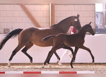 Duits sportpaard, Hengst, 1 Jaar, Donkerbruin