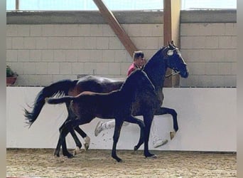 Duits sportpaard, Hengst, 1 Jaar, Donkerbruin
