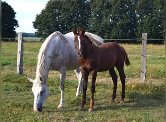 Duits sportpaard, Hengst, 1 Jaar, Donkere-vos