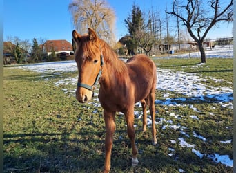 Duits sportpaard, Hengst, 1 Jaar, Vos