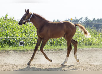 Duits sportpaard, Hengst, 1 Jaar, Vos