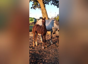 Duits sportpaard, Hengst, 1 Jaar, Vos