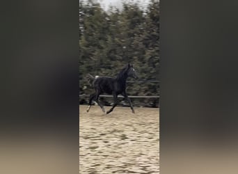 Duits sportpaard, Hengst, 1 Jaar, Zwart