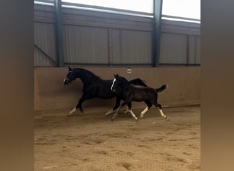 Duits sportpaard, Hengst, 1 Jaar, Zwartbruin