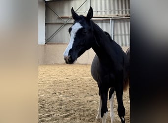 Duits sportpaard, Hengst, 1 Jaar, Zwartbruin