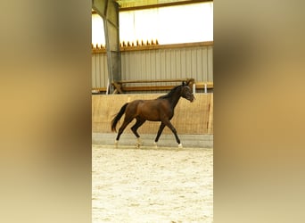 Duits sportpaard, Hengst, 2 Jaar, 160 cm, Donkerbruin