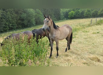 Duits sportpaard, Hengst, 2 Jaar, 165 cm, Schimmel