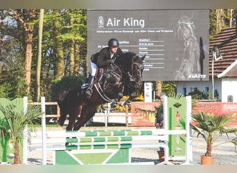 Duits sportpaard, Hengst, 2 Jaar, 165 cm, Zwartbruin