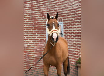 Duits sportpaard, Hengst, 2 Jaar, 167 cm, Bruin
