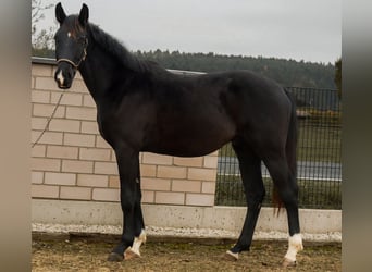 Duits sportpaard, Hengst, 2 Jaar, 168 cm, Zwart