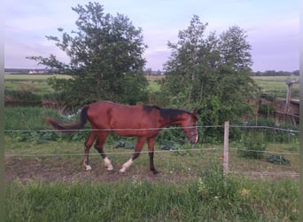 Duits sportpaard, Hengst, 2 Jaar, 170 cm, Brauner