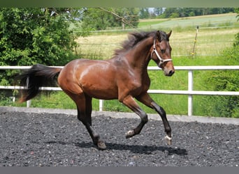 Duits sportpaard, Hengst, 2 Jaar, 170 cm, Bruin