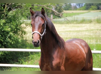 Duits sportpaard, Hengst, 2 Jaar, 170 cm, Bruin