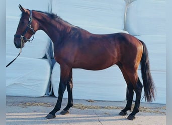 Duits sportpaard, Hengst, 2 Jaar, 170 cm, Bruin
