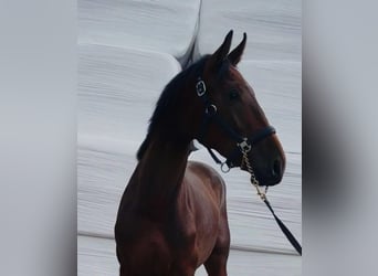 Duits sportpaard, Hengst, 2 Jaar, 170 cm, Bruin