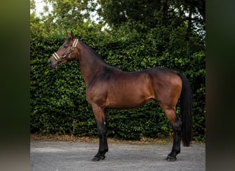 Duits sportpaard, Hengst, 2 Jaar, 170 cm, Bruin