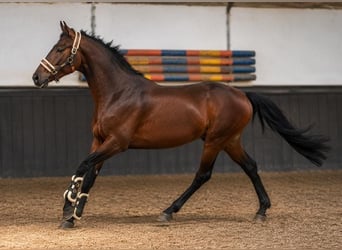 Duits sportpaard, Hengst, 2 Jaar, 170 cm, Bruin