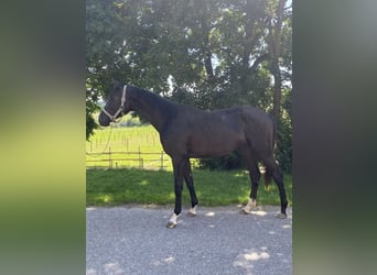 Duits sportpaard, Hengst, 2 Jaar, 170 cm, Zwart