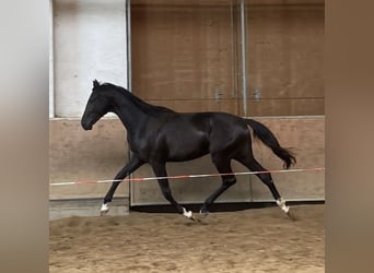 Duits sportpaard, Hengst, 2 Jaar, 170 cm, Zwart