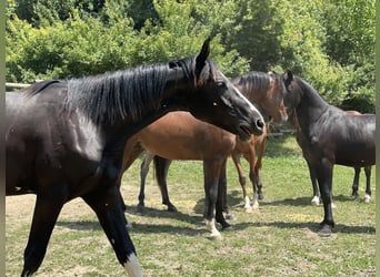 Duits sportpaard, Hengst, 2 Jaar, 170 cm, Zwart