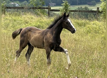 Duits sportpaard, Hengst, 2 Jaar, 170 cm, Zwart