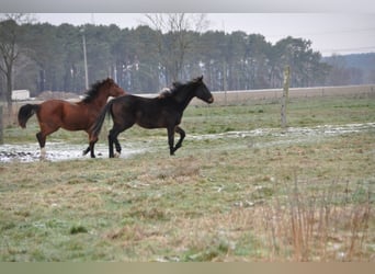 Duits sportpaard, Hengst, 2 Jaar, 172 cm, Donkerbruin