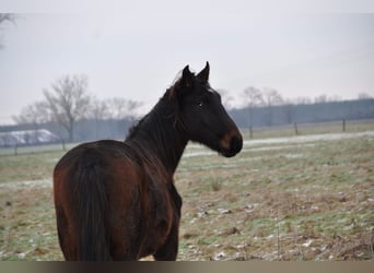 Duits sportpaard, Hengst, 2 Jaar, 172 cm, Donkerbruin