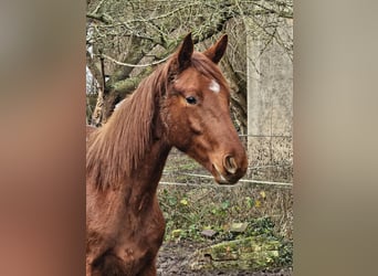 Duits sportpaard, Hengst, 2 Jaar, 172 cm, Vos