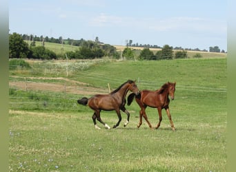 Duits sportpaard, Hengst, 2 Jaar, 172 cm, Vos
