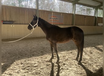 Duits sportpaard, Hengst, 2 Jaar, 173 cm, Zwart