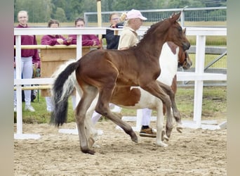 Duits sportpaard, Hengst, 2 Jaar, 174 cm, Zwartbruin