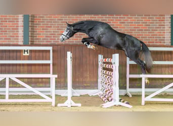 Duits sportpaard, Hengst, 2 Jaar, Schimmel