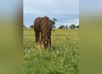 Duits sportpaard Mix, Hengst, 3 Jaar, 150 cm, Vos