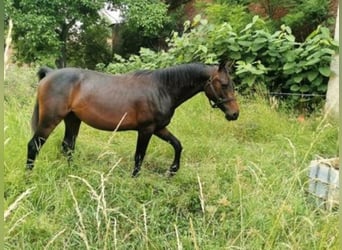 Duits sportpaard, Hengst, 3 Jaar, 160 cm, Donkerbruin