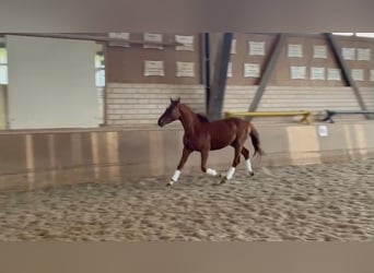 Duits sportpaard, Hengst, 3 Jaar, 160 cm, Vos
