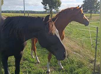 Duits sportpaard, Hengst, 3 Jaar, 160 cm, Vos